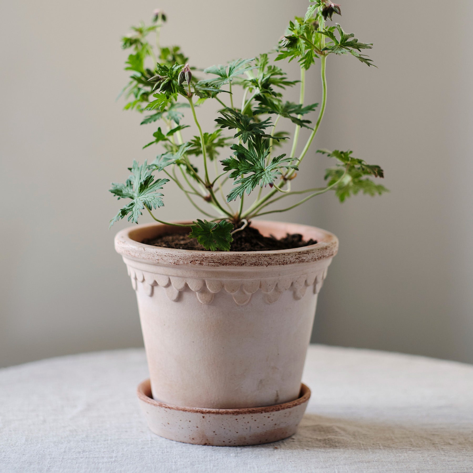Copenhagen Ø14 Planter & Saucer