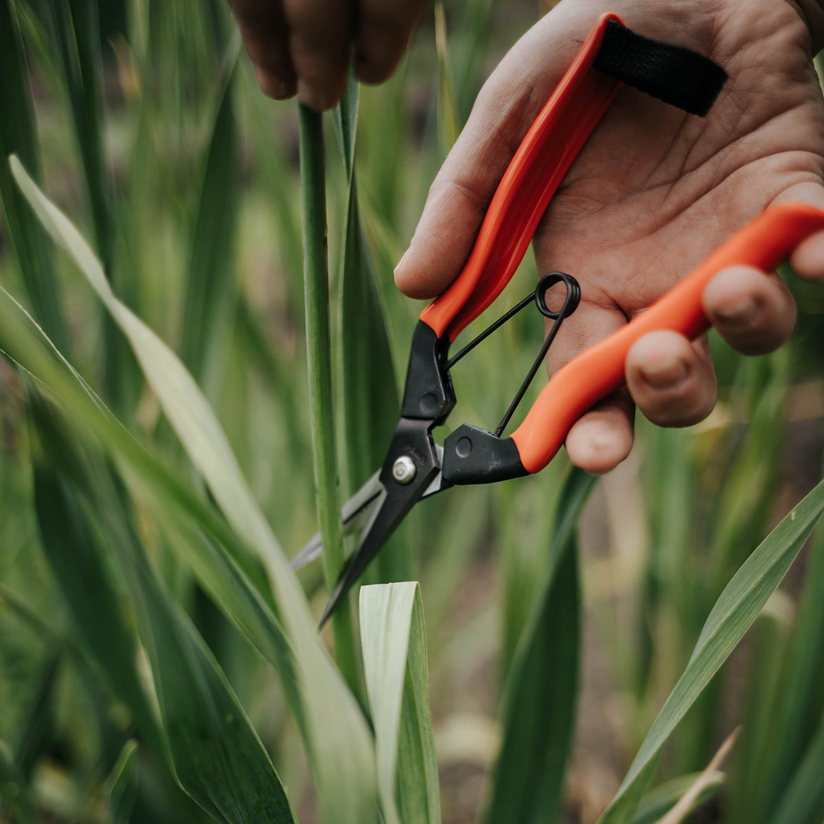 Garden Snips